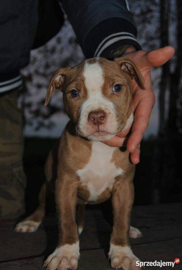 Pit bull wielkopolskie
