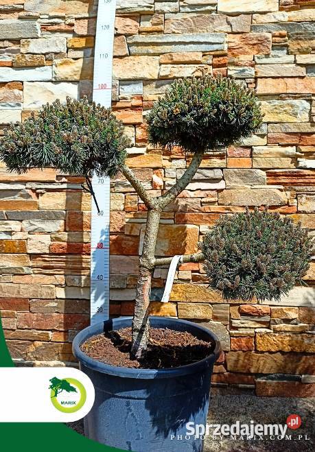 Bonsai - Pinus nigra ~70 cm