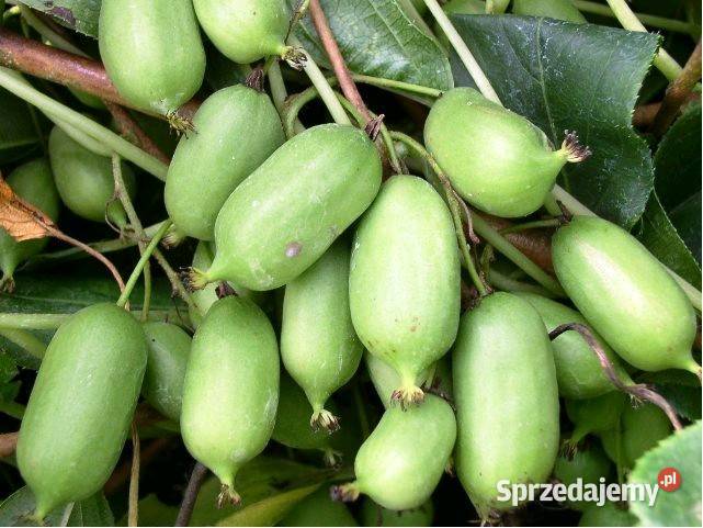 Sadzonki Mini Kiwi Samopylne IssaiDuże zdrowe Szczecin