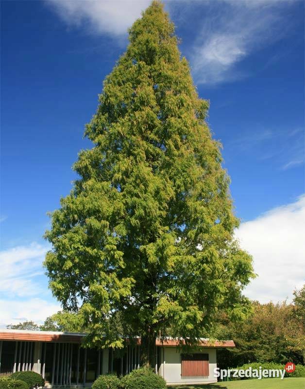 P9 RELIKT STAROŻYTNOŚCI METASEKWOJA CHIŃSKA Miedźna