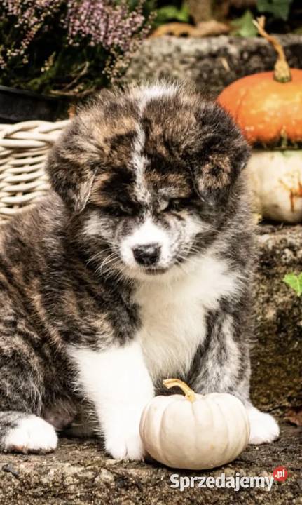 AKITA INU JAPOŃSKA ZKwPFCI szczeniak suczka Akita