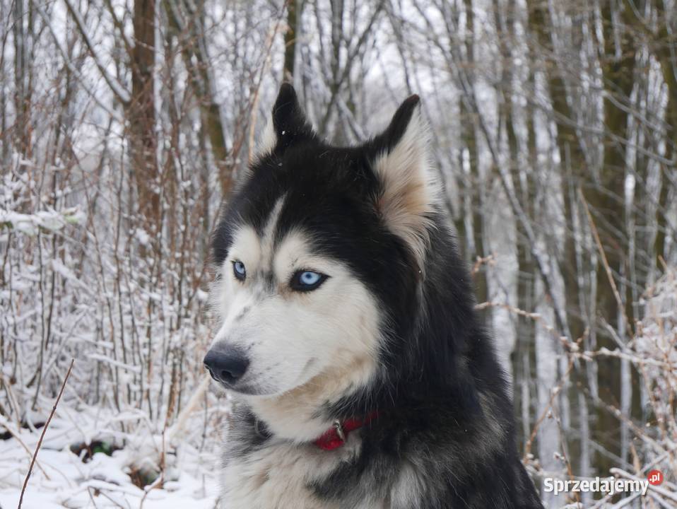 Szczeniak Syberian Husky przeurocza niebieskooka Zawiercie