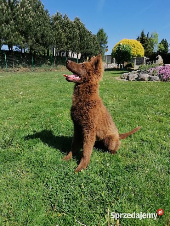 Owczarek niemiecki długowłosy liver czekoladowy Świerklany