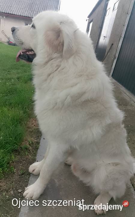 Owczarek Podhalański piękne szczenięta z metryką