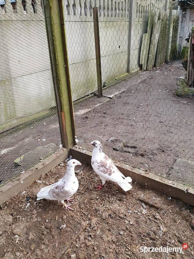 Rzeszowskie zamienię sprzedam Radomsko