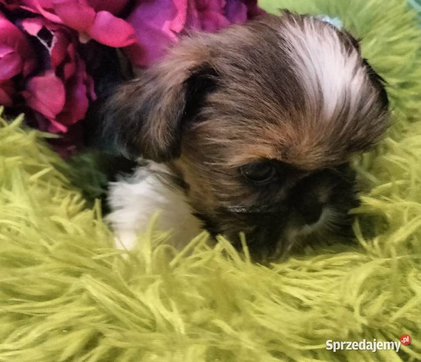 Shih tzu FCI suczka dolnośląskie Wałbrzych sprzedam