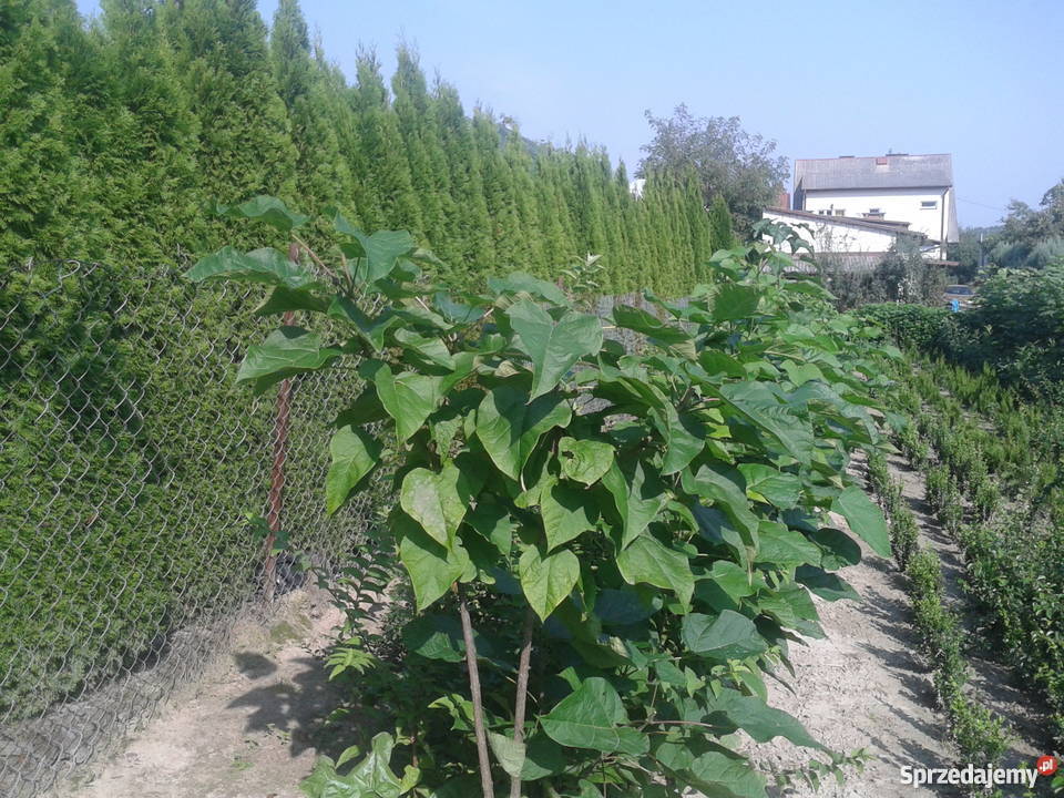 catalpa katalpa nieszczepiona lubelskie Puławy