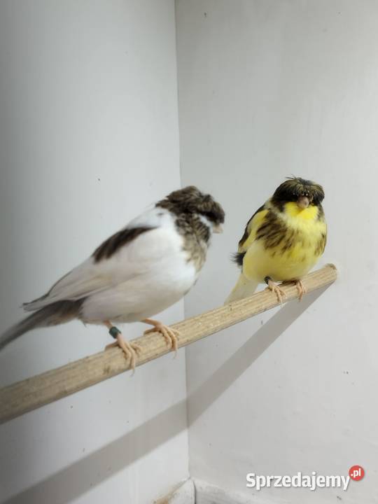 Kanarki Gloster samce 26 r Ptaki Gostyń