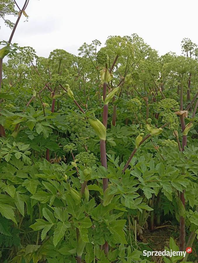 Nasiona arcydzięgiel litwor 2024 Krasnystaw