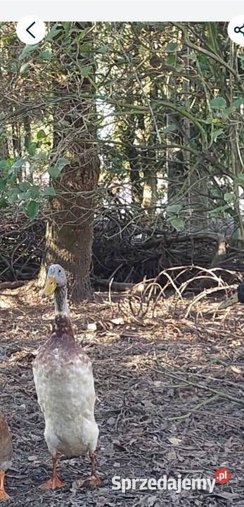 Młode kaczory biegusy Polanka Wielka