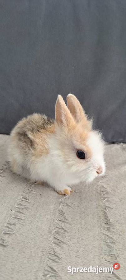 Króliki Miniaturki małopolskie Nowy Sącz