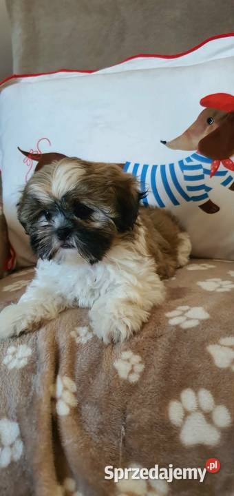 Śliczny Piesek Shih Tzu Puławy