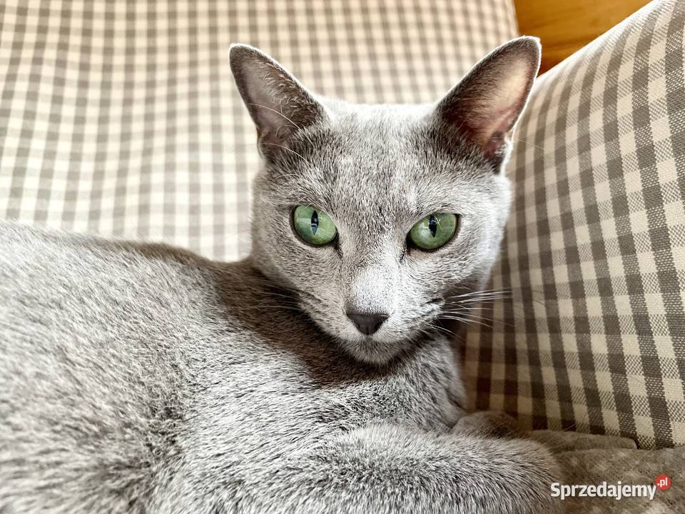 Kocięta Rrosyjskie Niebieskie WCF Łódź sprzedam