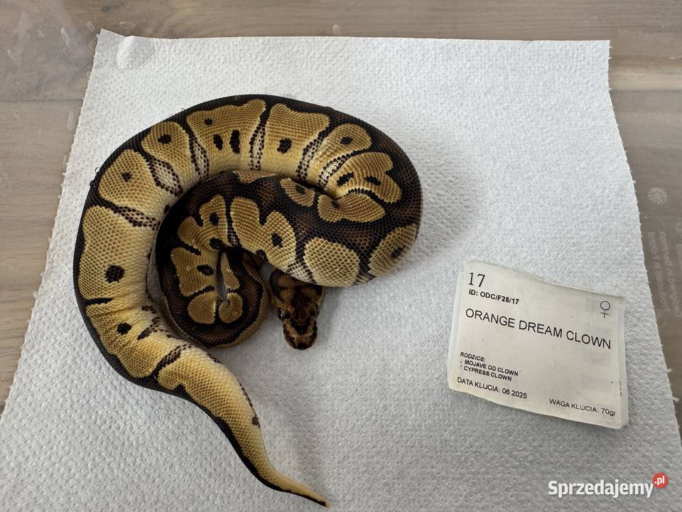 Python Regius królewski kolorki Bydgoszcz