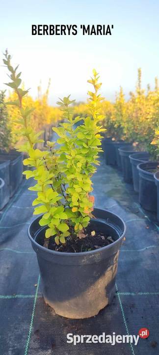 Berberys Thunberga Maria Tarnów