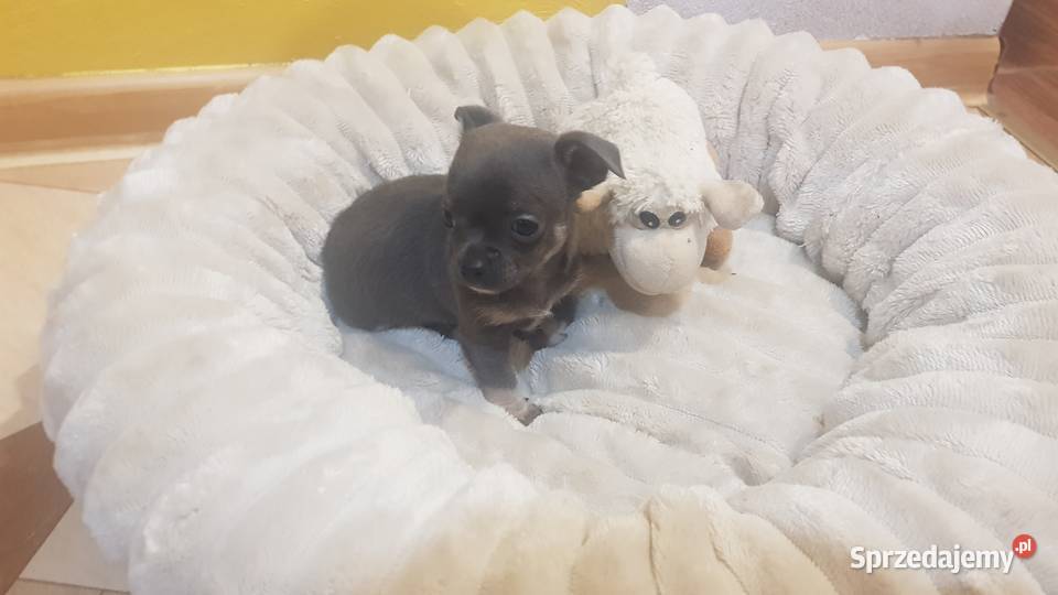 Śliczny piesek chihuahua Warszawy Chihuahua