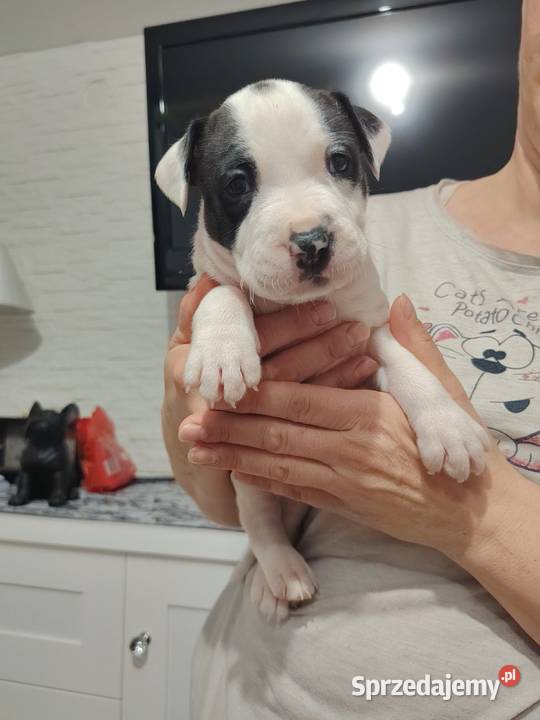 Piękne amstaff Dzierżoniów