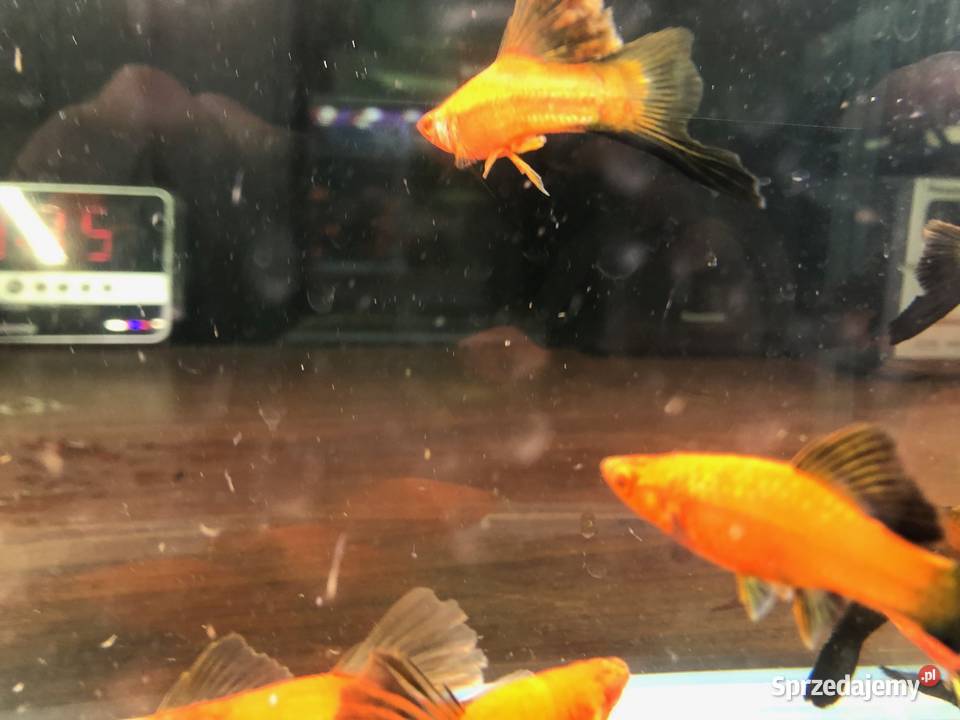 Mieczyk Kalafior Cauliflower Wagtali Justynów sprzedam