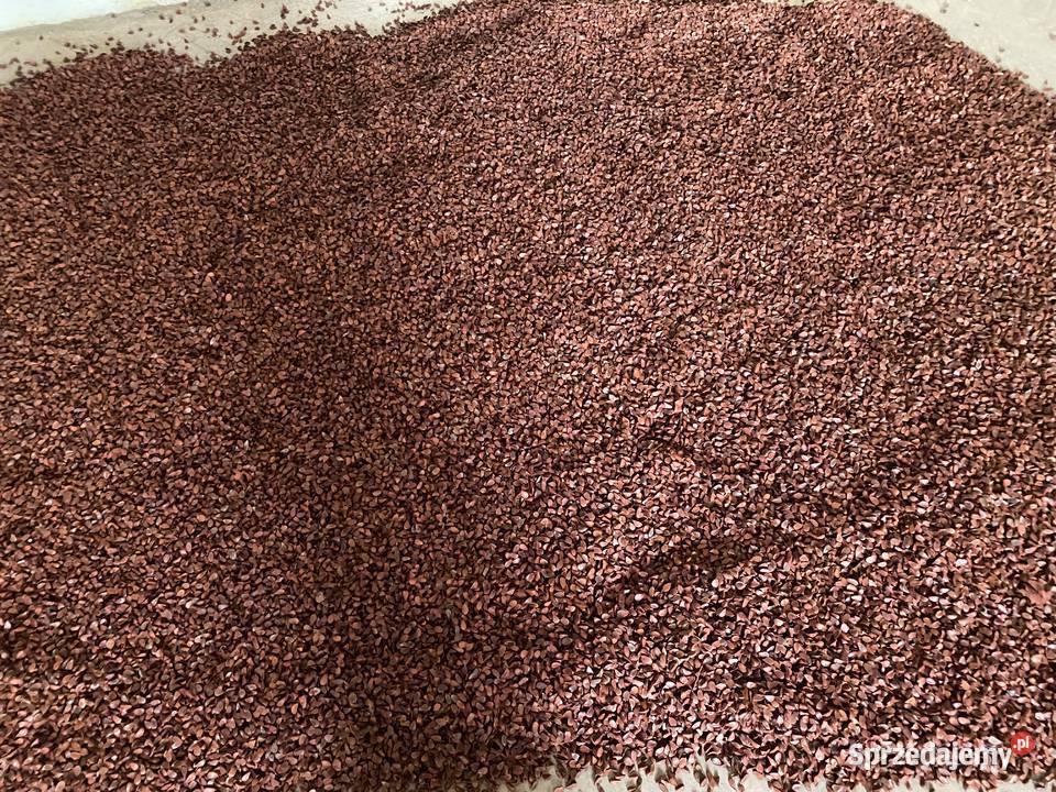 Sprzedam bukiew i żołędzie nasiona buku i dębu Leśnictwo Rzeszów