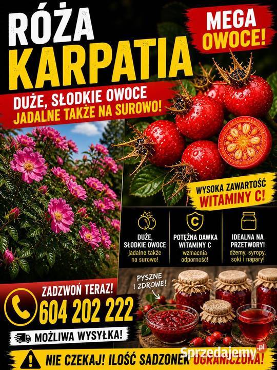Róża jadalna Karpatia sadzonki 3 letnie w 15l Parczew
