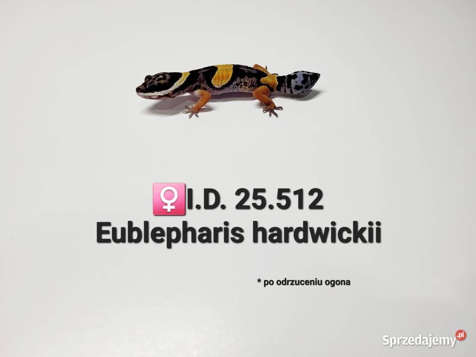 Eublepharis hardwickii gekon Zawiercie sprzedam