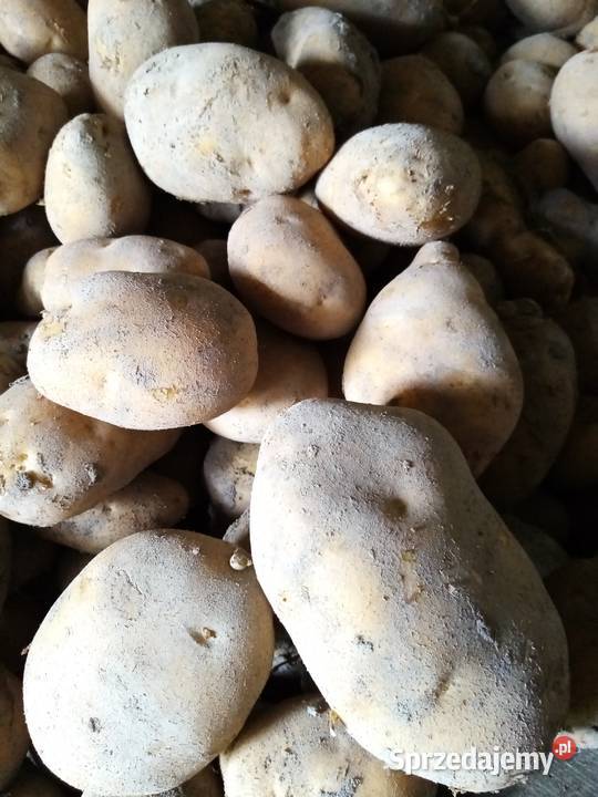 Ziemniaki jadalne Jurek Rośliny okopowe Urszulin