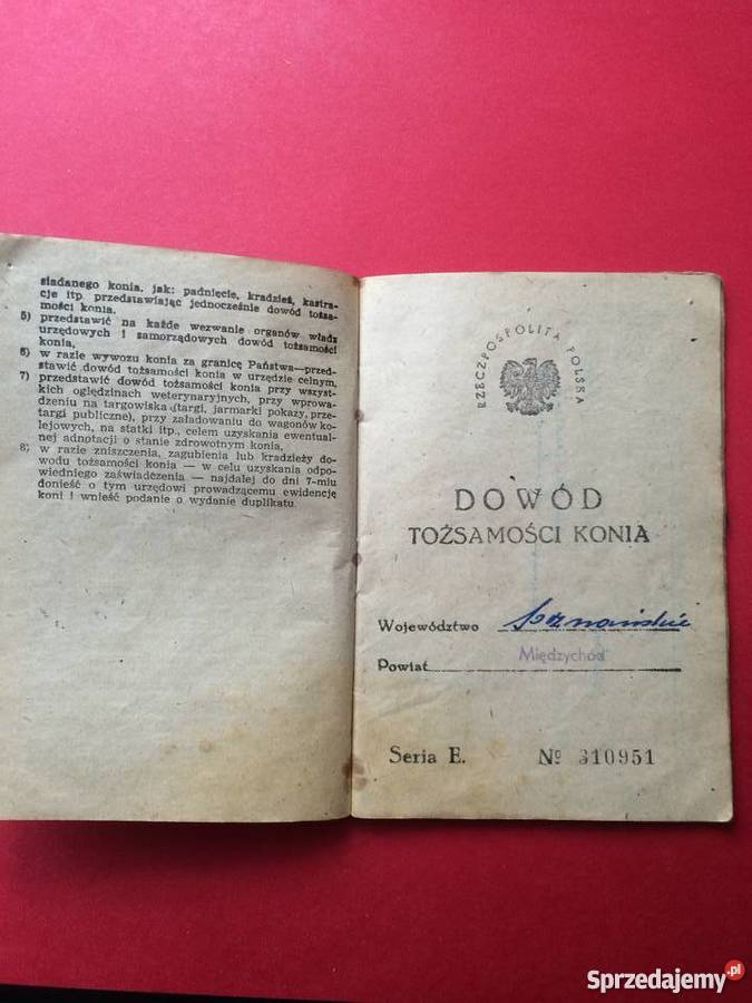 Dowód tożsamości konia Antykwariat Szczecin