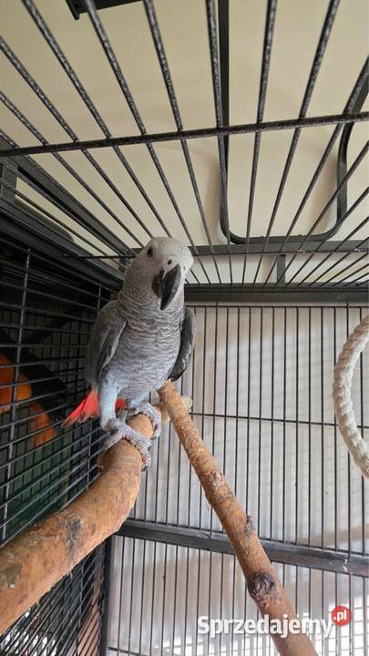 Żako ręcznie karmiony Warszawa