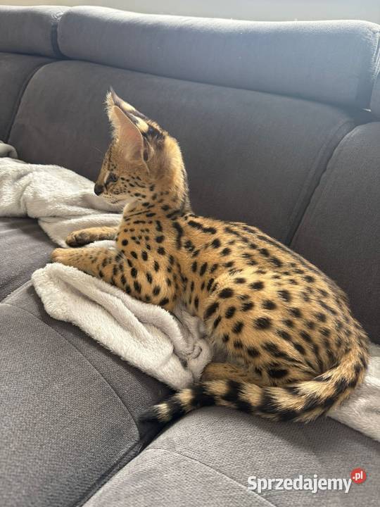 Serwal afrykański sawannowy serval ręcznie Bochnia