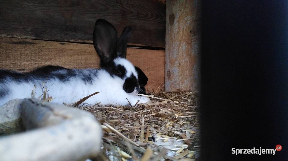 Srokacze Czarne Króliki Rasowe Samiczki i Samce Milejów