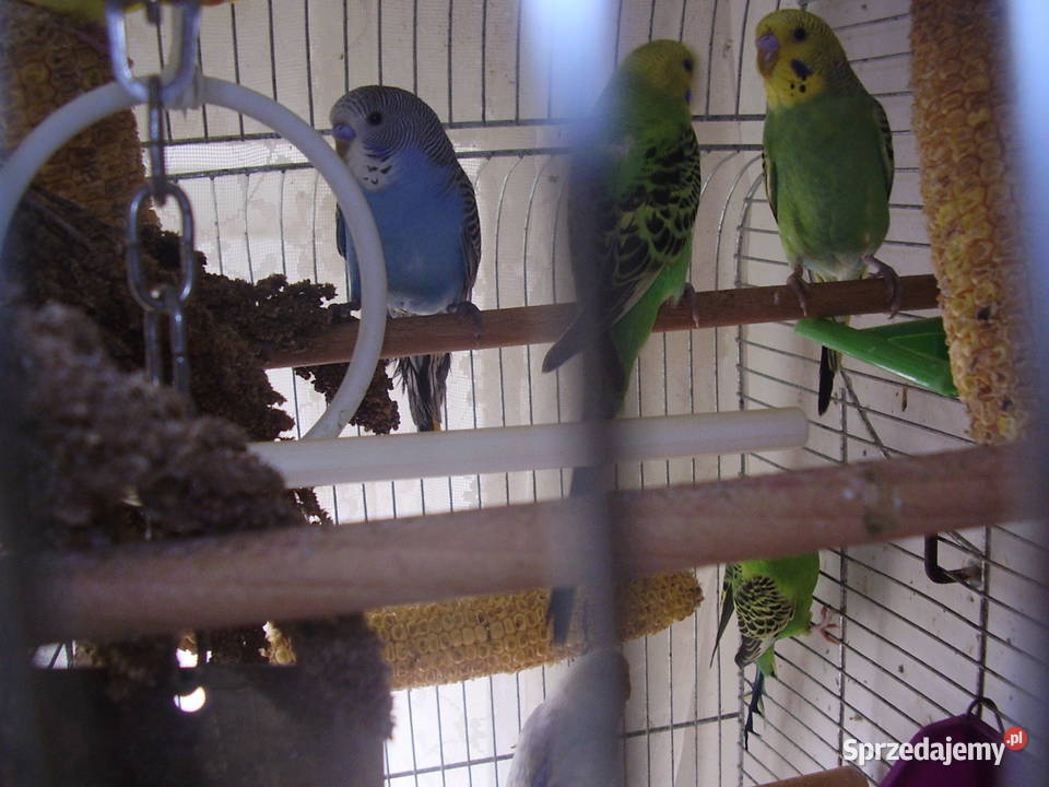 Papużki faliste dwumiesięczne i starsze sprzedam Kraków