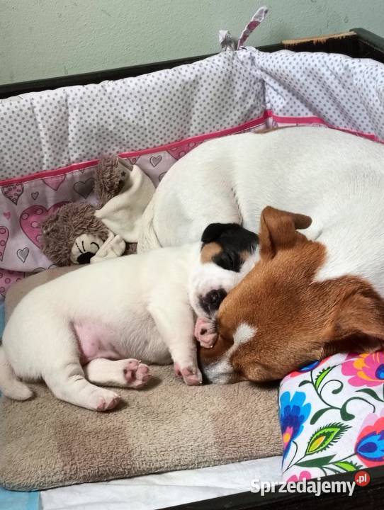 Suczka jack russell terrier Częstochowa sprzedam