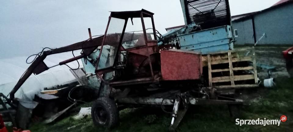 Cyklop polski Sadzarke do rozsady Chlewo sprzedam