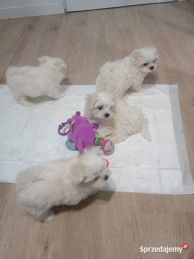 Maltańczyk Ropczyce