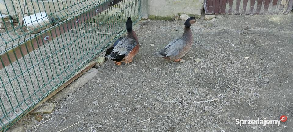 Sprzedam laczki z 25 roku Drób i ptactwo Sobieska Wola Druga