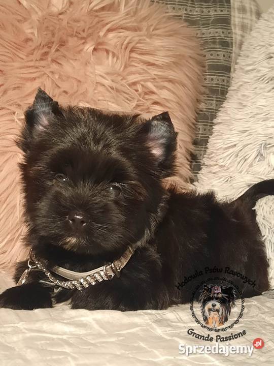 Black yorkshire terrieryork Świecie