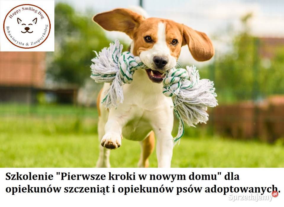 Behawiorysta pierwszy kontakt z psem adoptowanym Katowice
