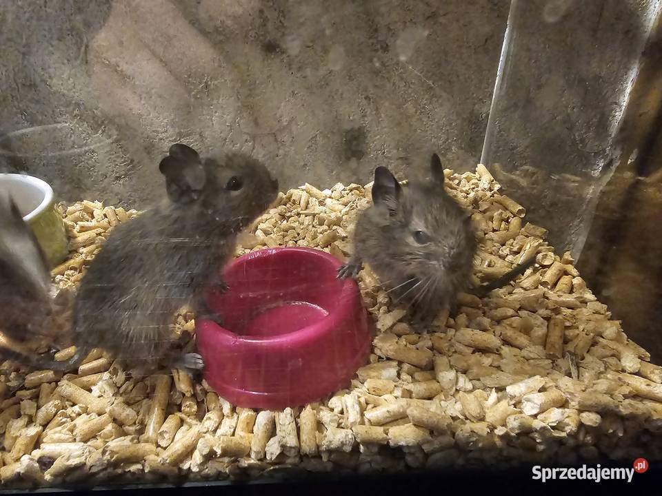 Koszatniczki młode Kania Góra