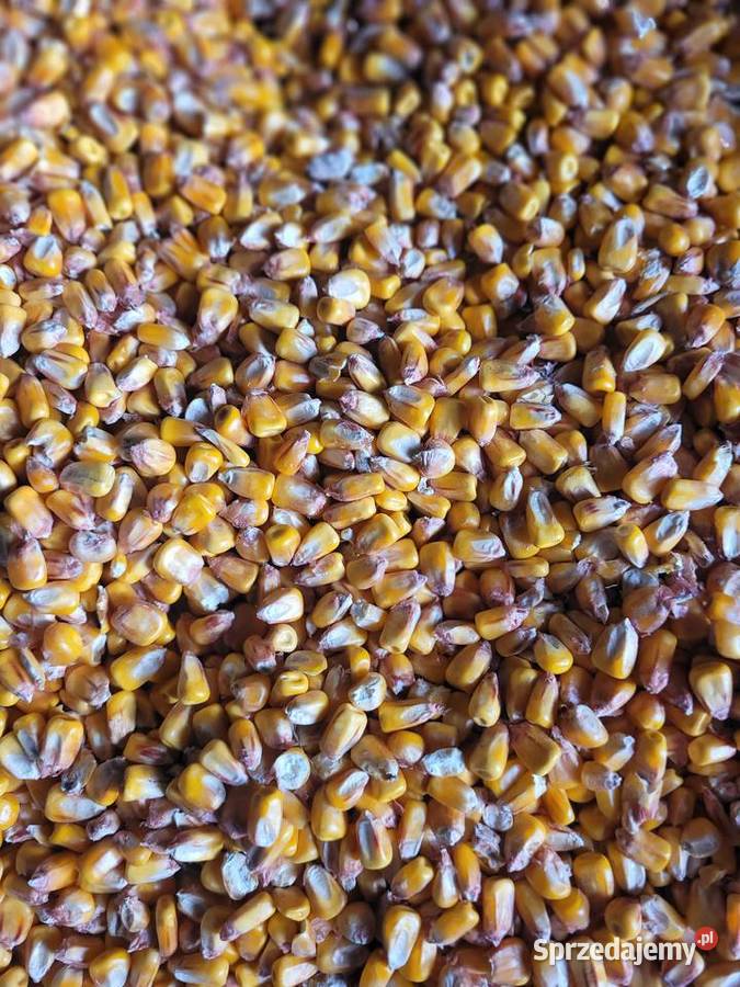 Sprzedam kokurydze mieloną w całości mazowieckie Łosice