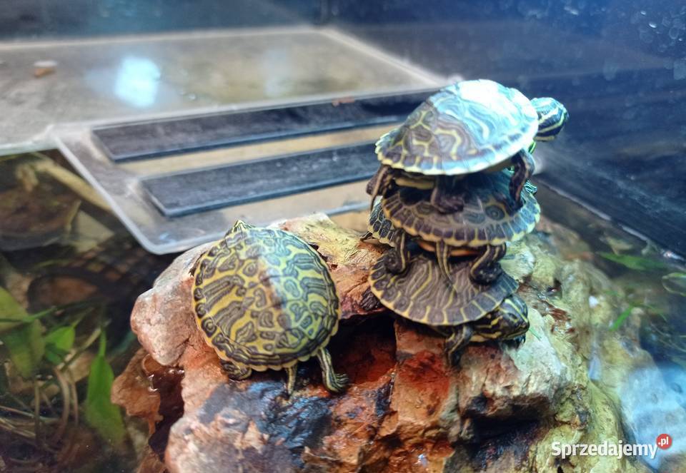 Żółw Wodnolądowy PSEUDEMYS NELSON podkarpackie
