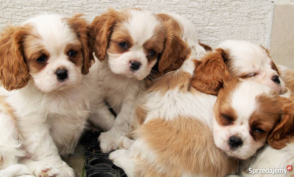 Cavalier King Charles Spaniel z rodowodem Kielce