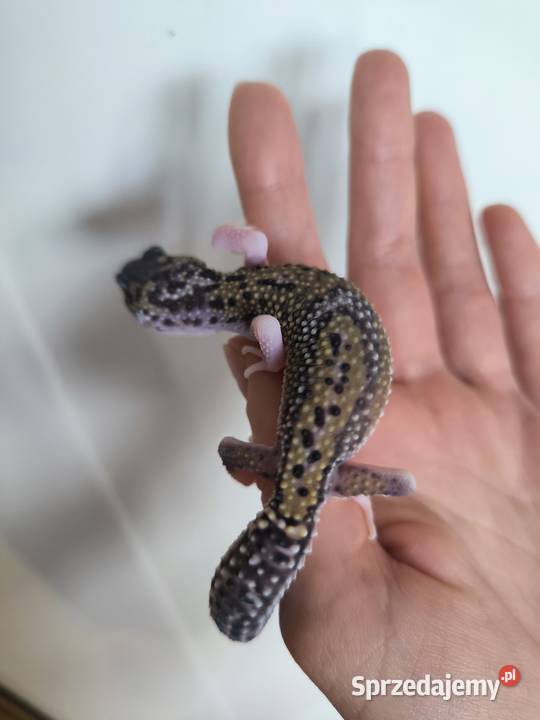 Eublefar lamparci Gdańsk