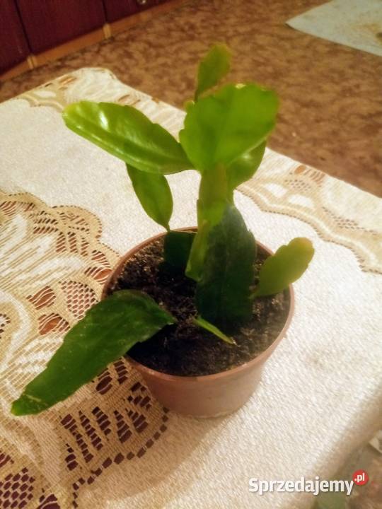 Epifilium Epiphyllum sukulent