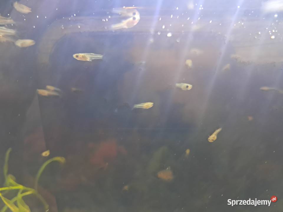 Narybek Gambuzja lubelskie Leonów sprzedam