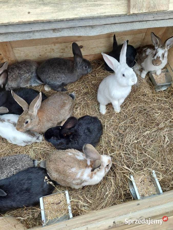 Sprzedam króliki samce