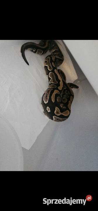 Pyton królewski samiec panthom jellow belly Koszalin sprzedam