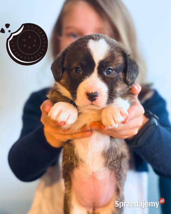 OREO FCI Welsh Corgi Cardigan Championachdomowa Poznań