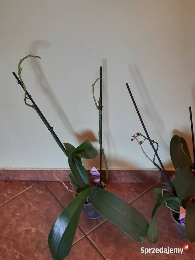Storczyk z dwoma pędami do kwitnienia doniczkę Morąg