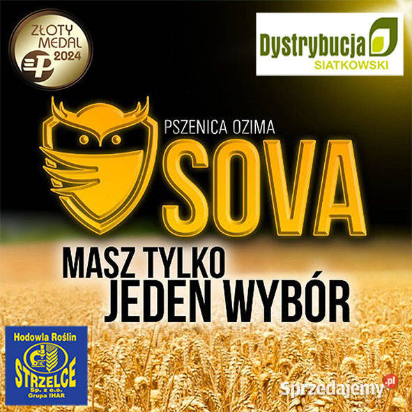 Kwalifikowane nasiona siewne pszenica ozima SOVA warmińsko-mazurskie Strubno