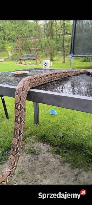 Boa Cesarski Boa imperator Terrarium sprzedam